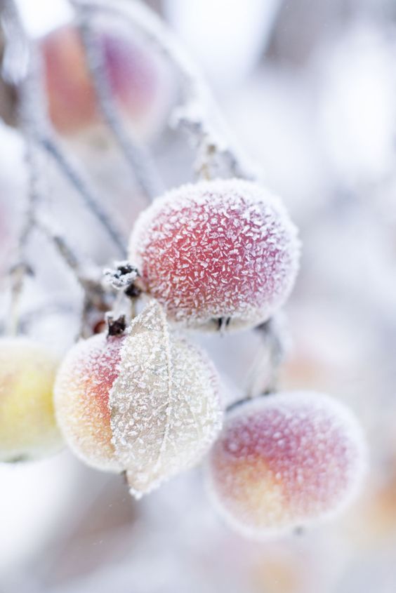 sweetmomentslove:“  frost on an apple tree”