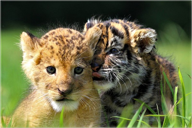 site de rencontre lionceau
