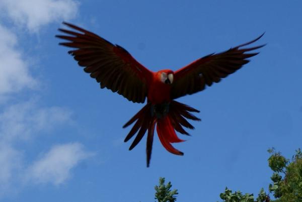 Encore des oiseaux 