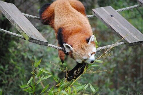 (54) Ying, le panda roux