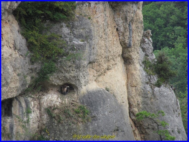 Causse Méjean, les corniches de la Jonte