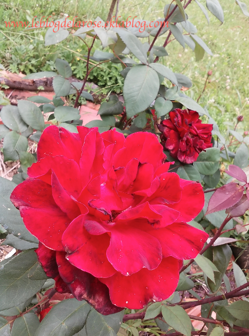 Elegantes et affriolantes roses rouges/ Elegant and enticing red roses