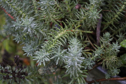 Nuances de vert bleuté et de gris