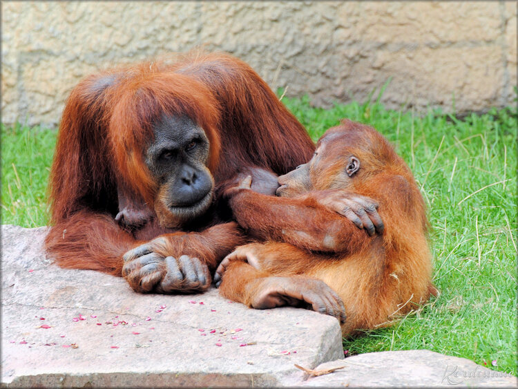 Photo d'Orang Outan - Zoo de la Boissière du Doré
