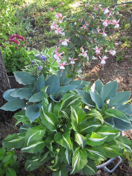 Cultiver les hostas, c'est possible mais dans des pots !