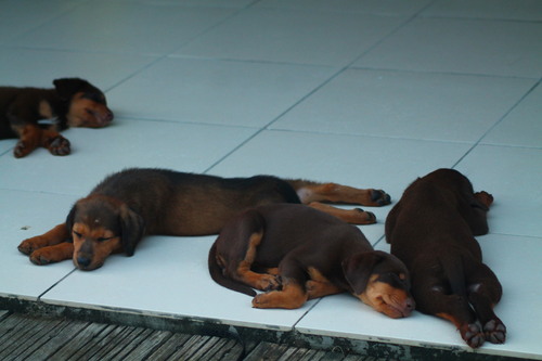 Bébés Chiens