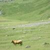 La vache, est-ce un taureau près de la Moune cabane 1849 m.