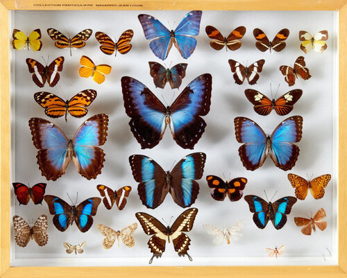 LEPIDOPTERES 4