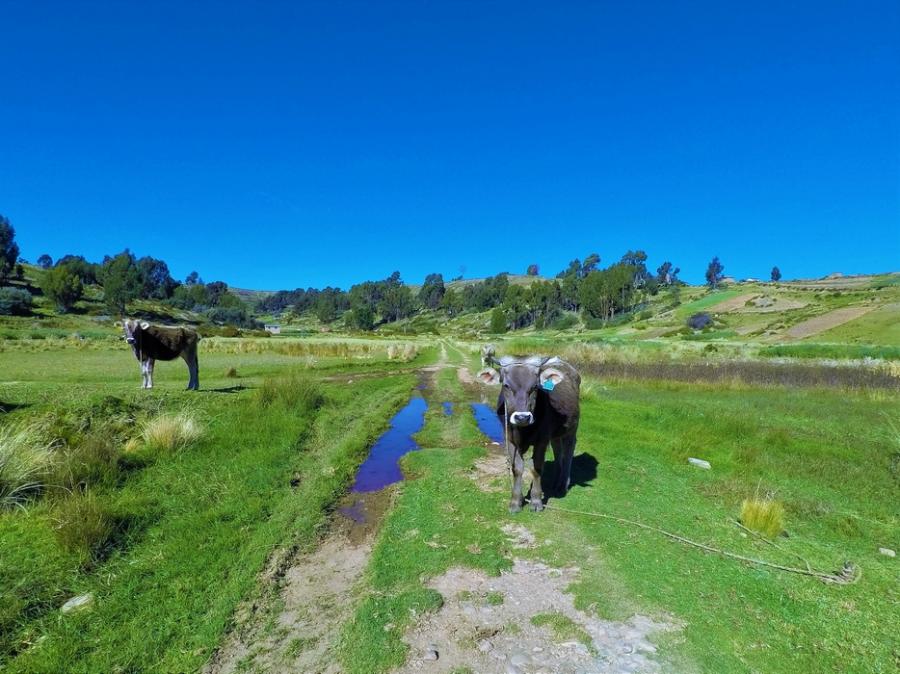 Alpaca MTB Challenge