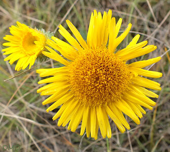 Inula montana - inule des montagnes