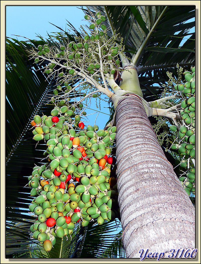 Palmier à olives - Bora Bora - Polynésie français