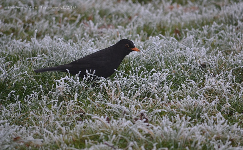 Rambouillet : Merle noir en hiver 