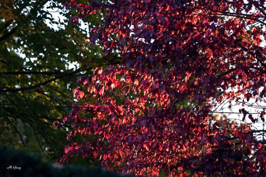 feuilles-rouges-0461.jpg