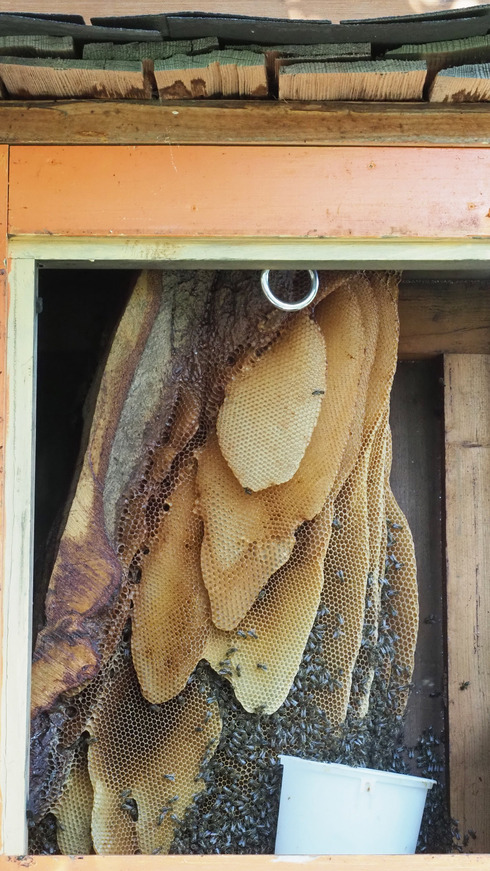 aujourd'hui nous visitons une ferme apicole 7/2