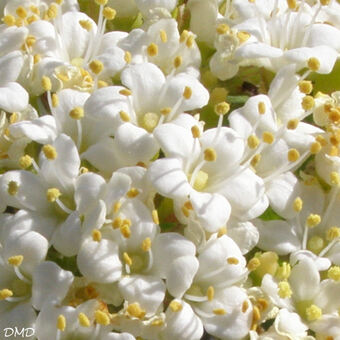 Viburnum lantana - viorne lantane - viorne mancienne