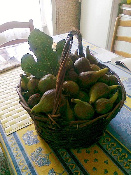 figues-du-jzrdin.jpg