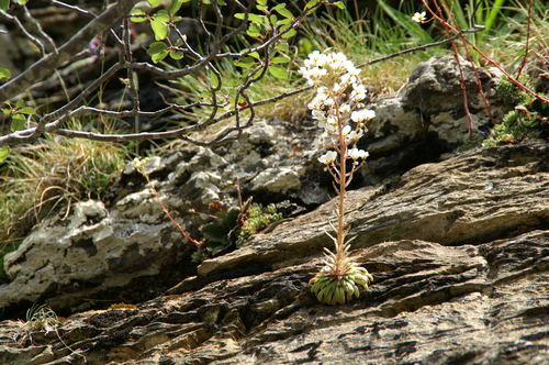 Fleurs de juillet aux Gloriettes