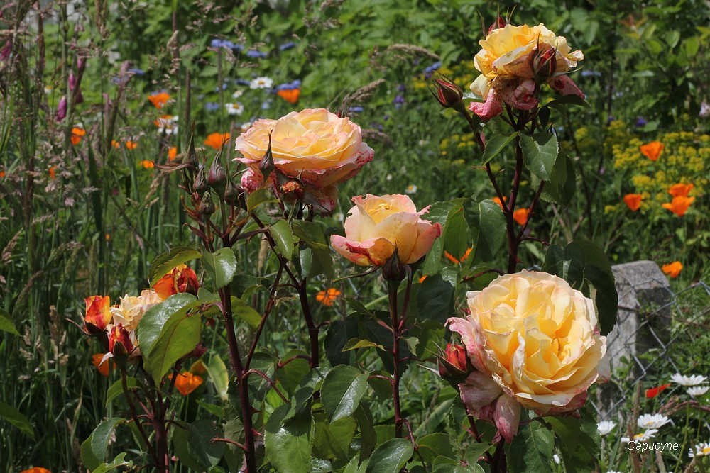 Roses et compagnie