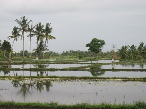 BALI : Ubud