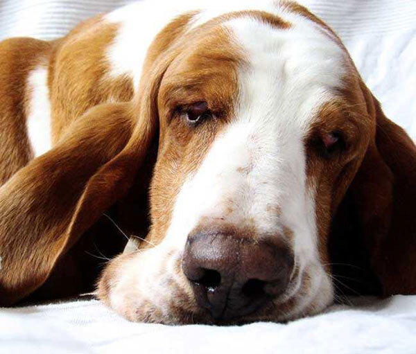 Basset hound