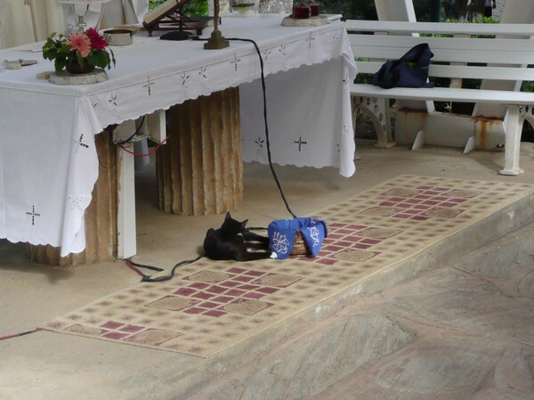 Facéties de chat chez la Vierge Marie à Ephèse