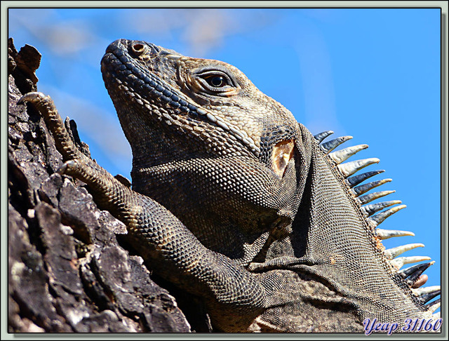 Blog de images-du-pays-des-ours : Images du Pays des Ours (et d'ailleurs ...), Iguane noir (Ctenosaura similis) - Rincon de la Vieja - Costa Rica