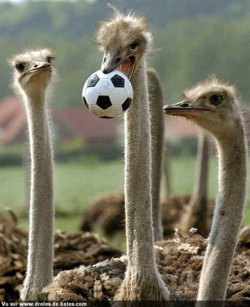 AUTRUCHE : Des autruches qui jouent au football