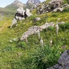 Asphodèles (Asphodelus) et pic du Midi d'Ossau