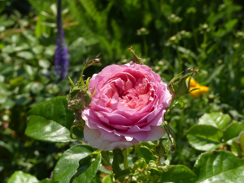 QUELQUES  ROSES  DE  MON  JARDIN