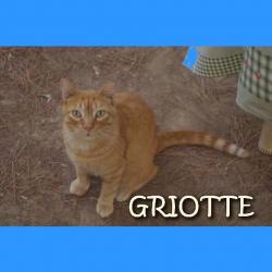 Chats perdus dans l'Hérault