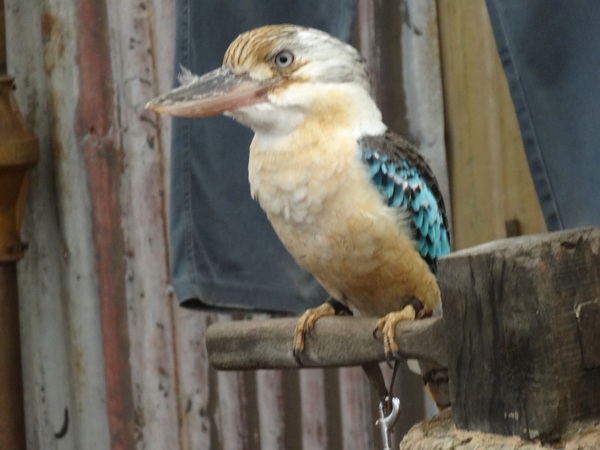 Caversham wildlife park (autres animaux et oiseaux)