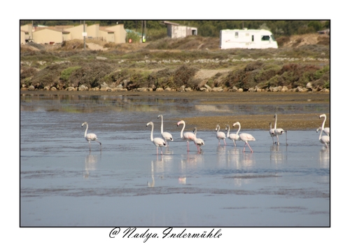 Flamand rose