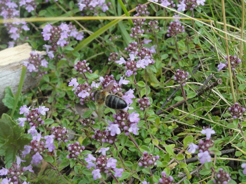 Fleurs roses