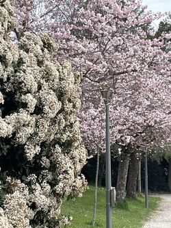 Les cerisiers en fleurs aussi à Lausanne