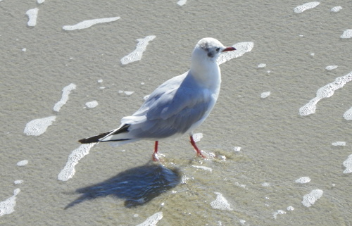 Belles rencontres à Quiberon