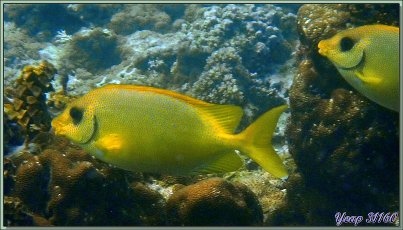 Poisson-lapin tacheté ou Picot corail (Siganus corallinus) - Anse Takamaka - Mahé - Seychelles