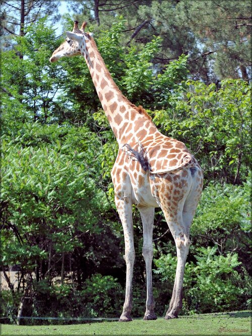Photos de girafe du zoo de Pessac (Gironde)