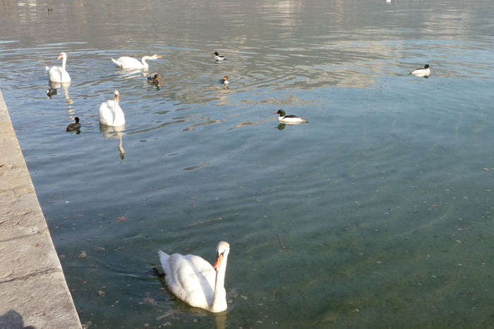 Les oiseaux du lac d'Annecy
