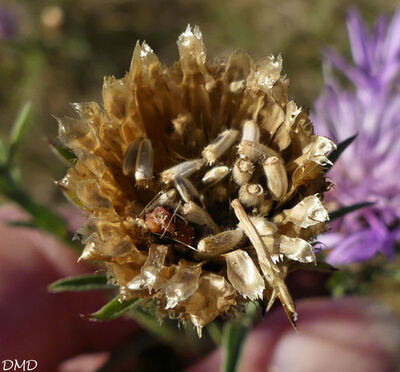 Centaurea jacea  -  centaurée jacée