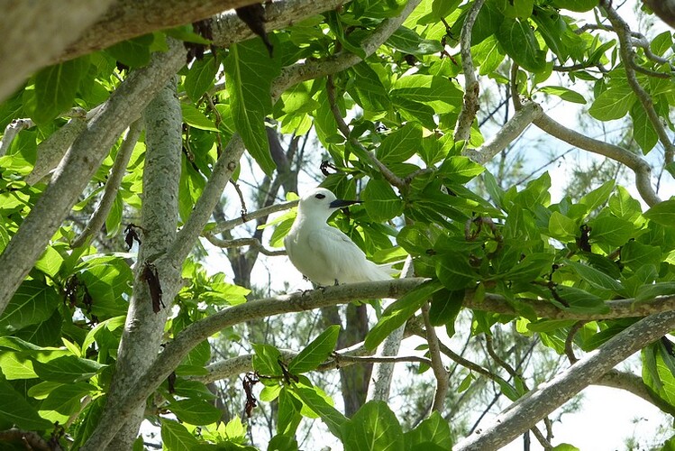 Rodrigues jour 8