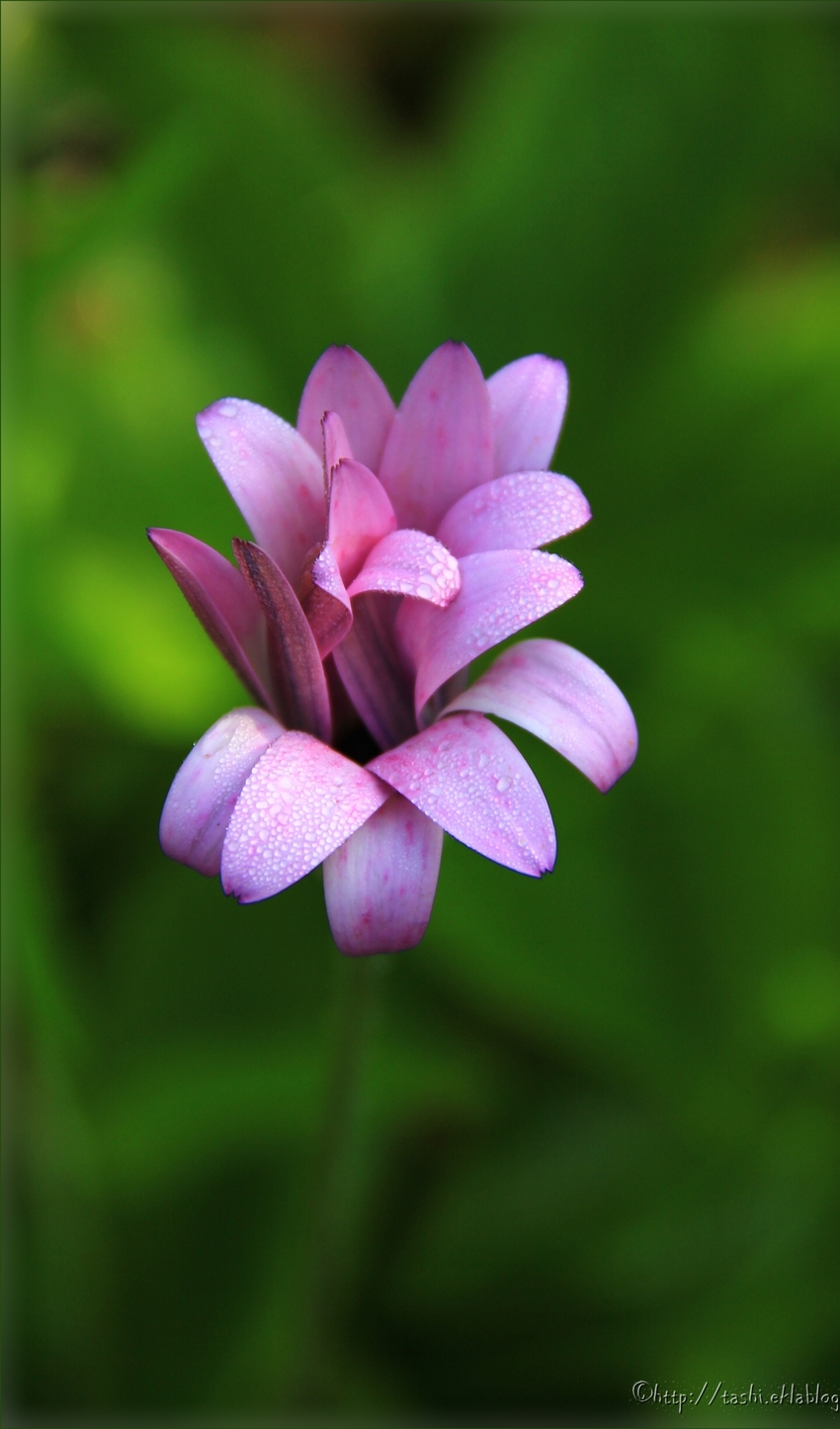 Rentrée tard alors juste une jolie fleur du jardin de Dinan...douce nuit à vous...