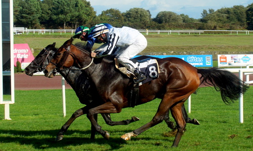 Hippodrome de la Baie Yffiniac - Réunion du 20 octobre 2013