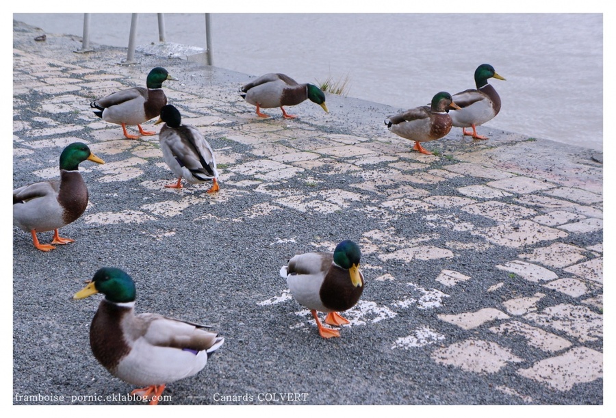 Canards COLVERT