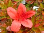Identification par les fleurs !
