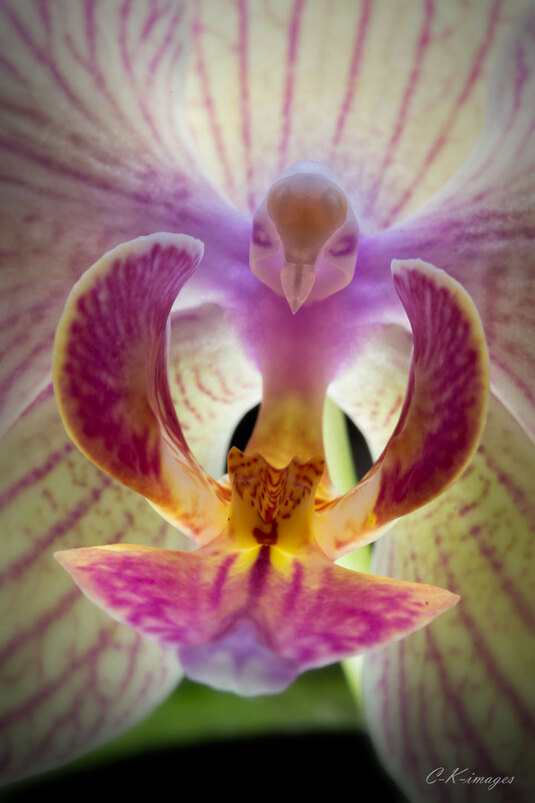 Autres orchidées rares