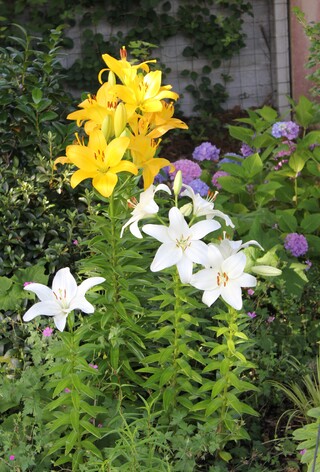 Lys jaunes, agapanthes bleues et Hebe x Lake