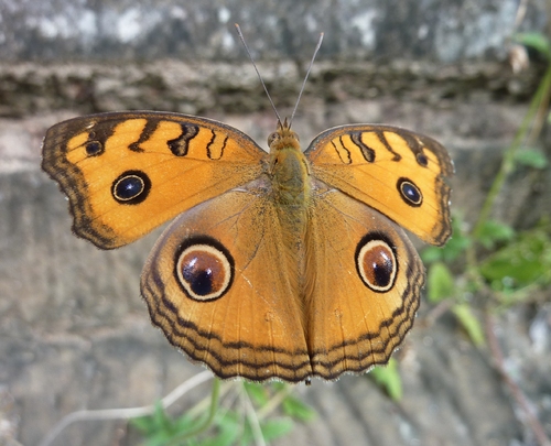 Chasse aux papillons