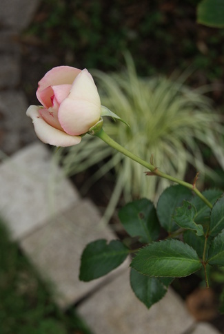 Les roses de septembre 2013 : rose et blanc