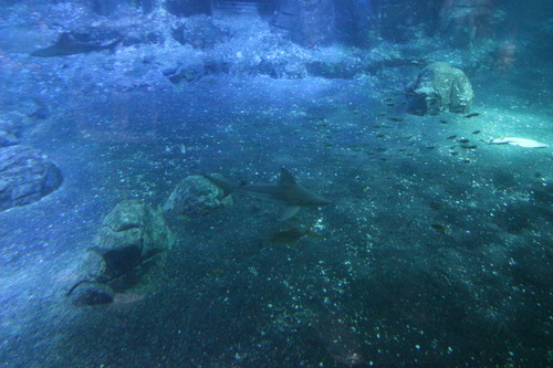 Nausicaa, l'aquarium de Boulogne-sur-Mer (62)