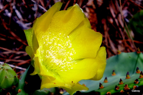 Fleurs du figuier de Barbarie